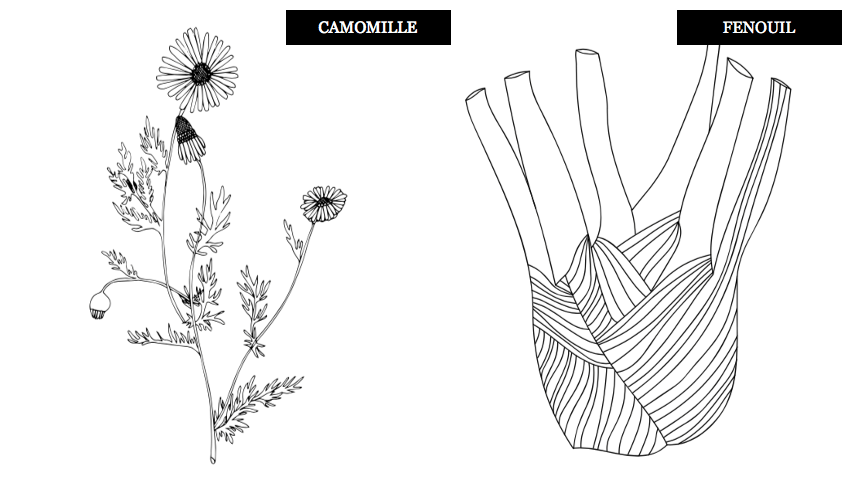 Camomille & Fenouil